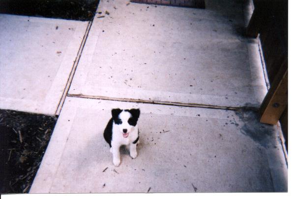 Maggie, 9 weeks